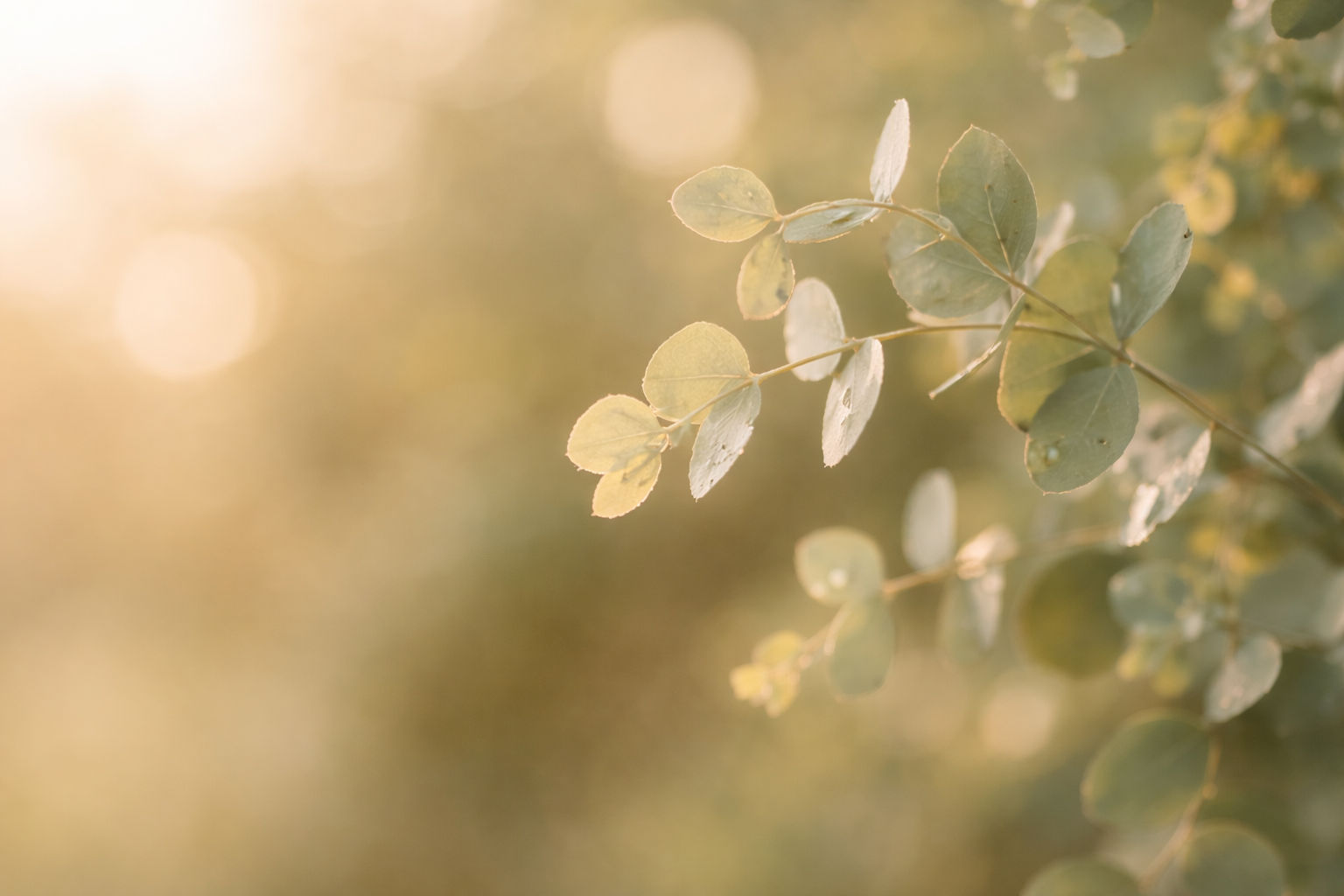 Soft eucalyptus leaves in warm light